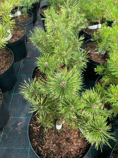 Pušis kalninė (Pinus mugo) 'Sunshine'