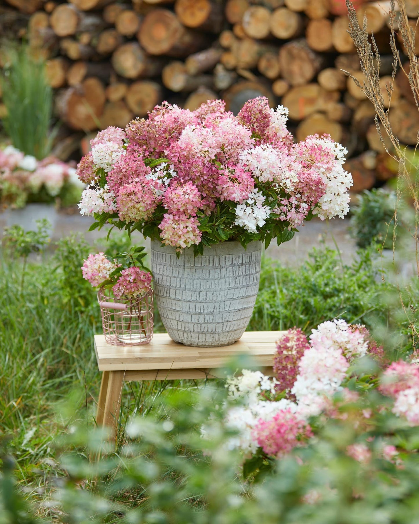 Hortenzija šluotelinė (Hydrangea paniculata) Groundbreaker 'Blush'