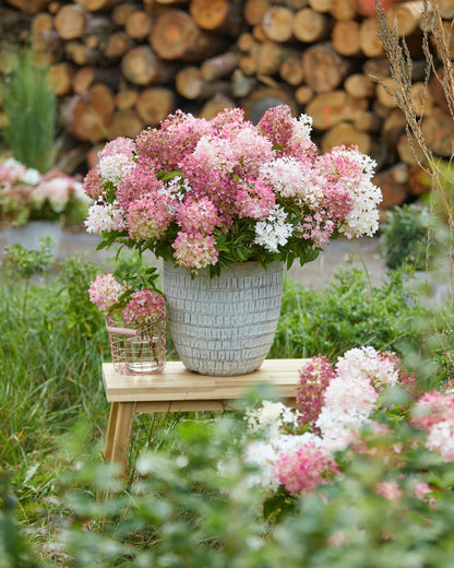 Hortenzija šluotelinė (Hydrangea paniculata) Groundbreaker 'Blush'