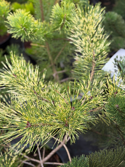 Pušis kablelinė (Pinus uncinata) 'Tukan'
