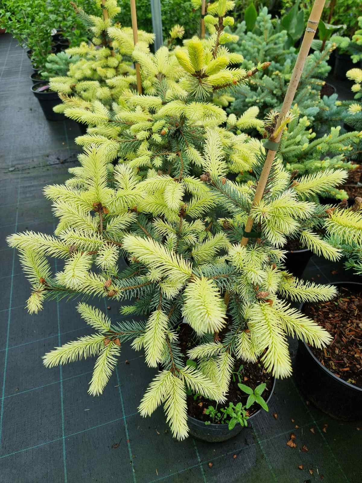 Eglė dygioji (Picea pungens) 'Jan Byczkowski'