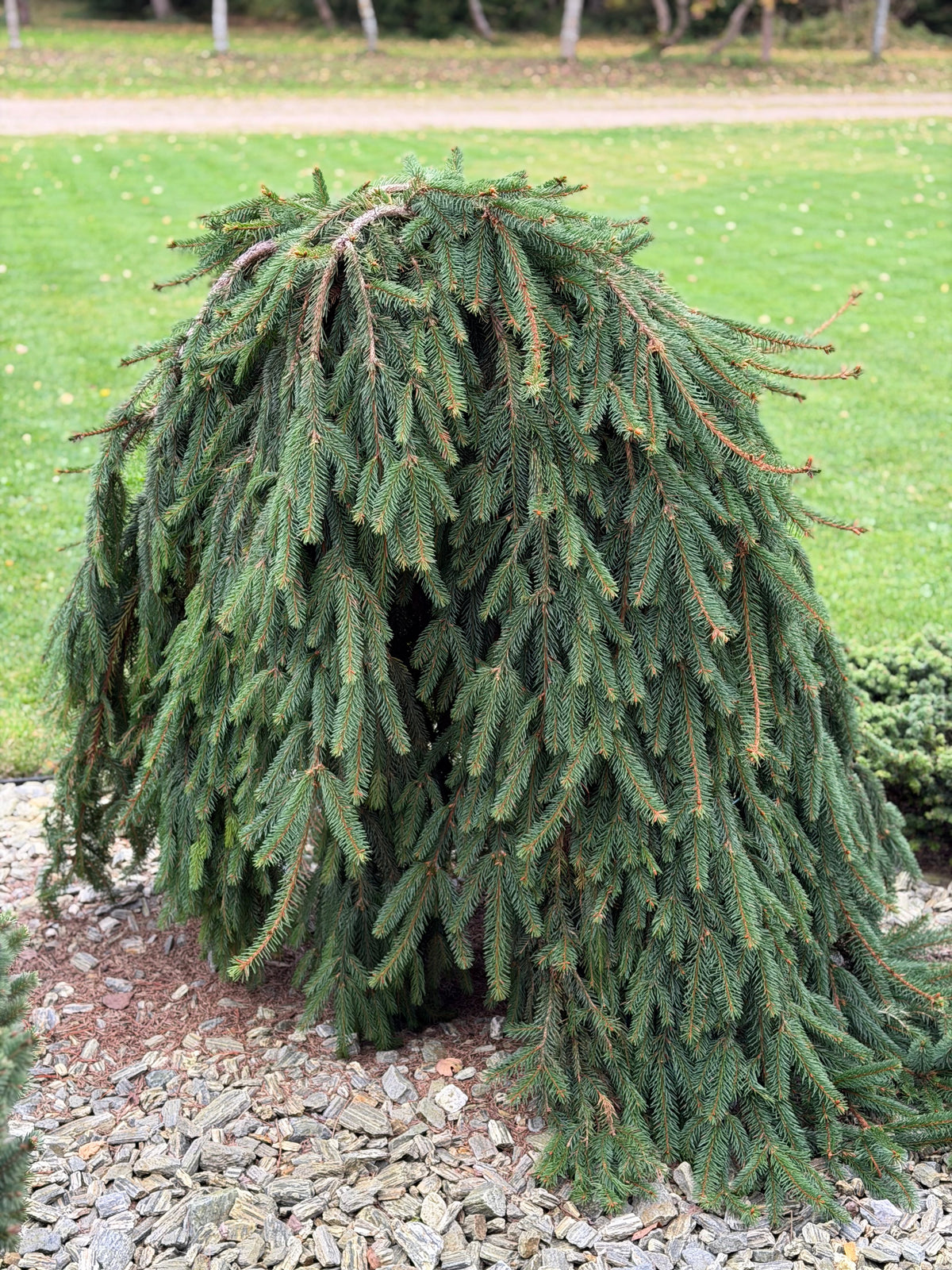Eglė paprastoji (Picea abies) 'Inversa'
