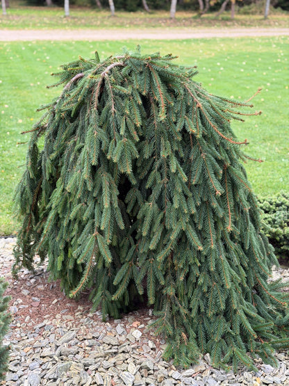 Eglė paprastoji (Picea abies) 'Inversa'
