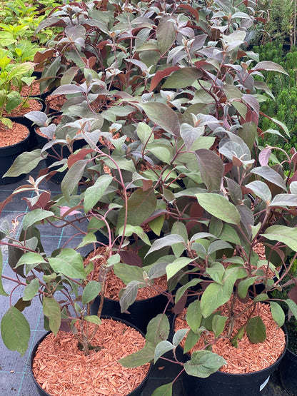 Hortenzija šiurkščioji (Hydrangea aspera) 'Hot Chocolate'
