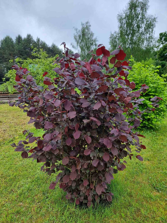 Lazdynas paprastasis (Corylus avellana) 'Syrena'