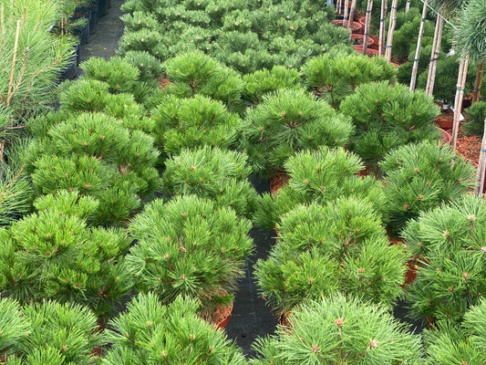 Pušis juodoji (Pinus nigra) 'Ajandek'