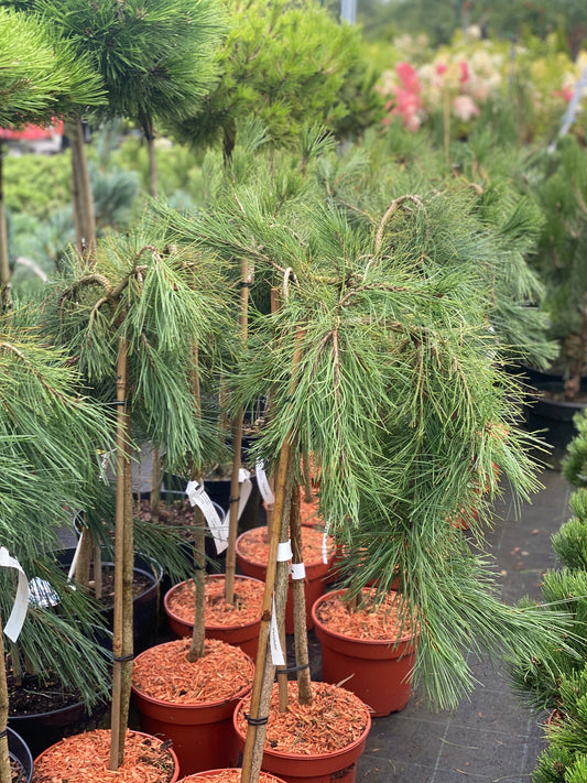 Pušis gausiažiedė (Pinus densiflora) 'Pendula' Pa