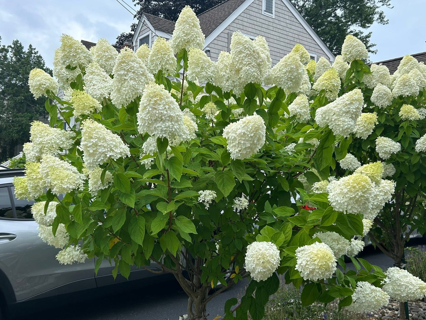 Stiebinė šluotelinė hortenzija (Hydrangea paniculata) 'Limelight' Pa