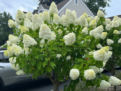 Stiebinė šluotelinė hortenzija (Hydrangea paniculata) 'Limelight' Pa