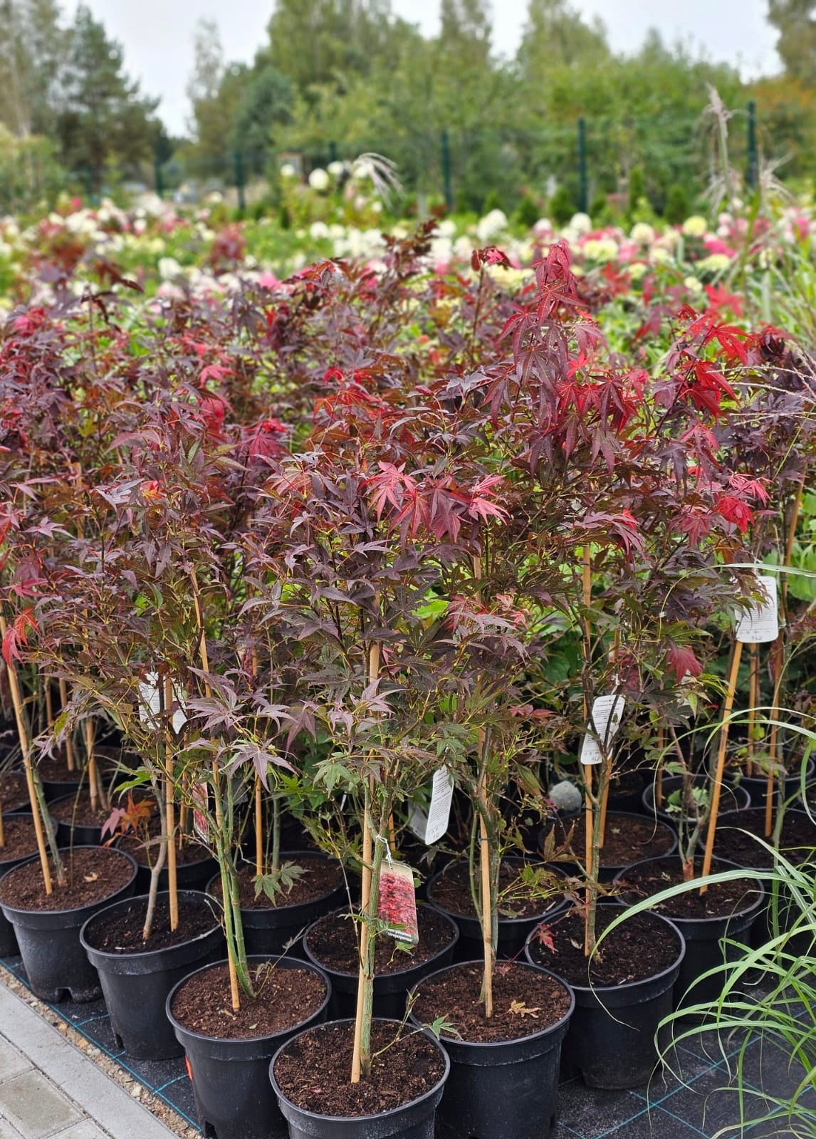 Klevas plaštakinis (Acer palmatum) 'Atropurpureum'