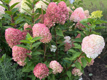 Hortenzija šluotelinė (Hydrangea paniculata) Living 'Pink & Rose'