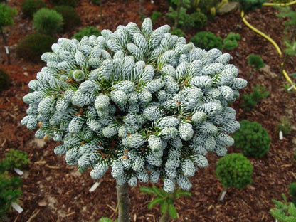 Kėnis korėjinis (Abies koreana) 'Kohout's Icebreaker' Pa