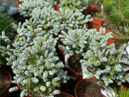 Kėnis korėjinis (Abies koreana) 'Kohouts Icebreaker'
