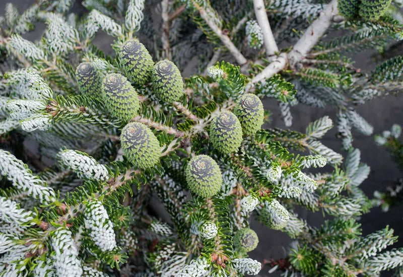 Kėnis korėjinis (Abies koreana) 'Silberlocke’