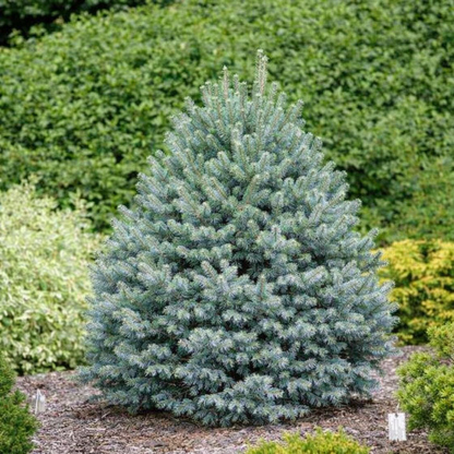 Kėnis subalpinis (Abies lasiocarpa) 'Compacta'