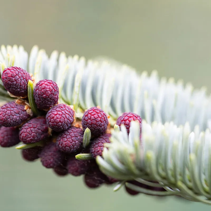 Kėnis subalpinis (Abies lasiocarpa) 'Compacta'
