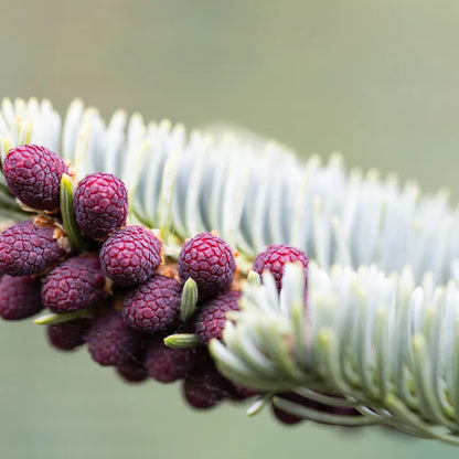 Kėnis subalpinis (Abies lasiocarpa) 'Compacta'