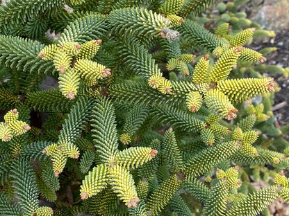 Kėnis ispaninis (Abies pinsapo) 'Aurea'