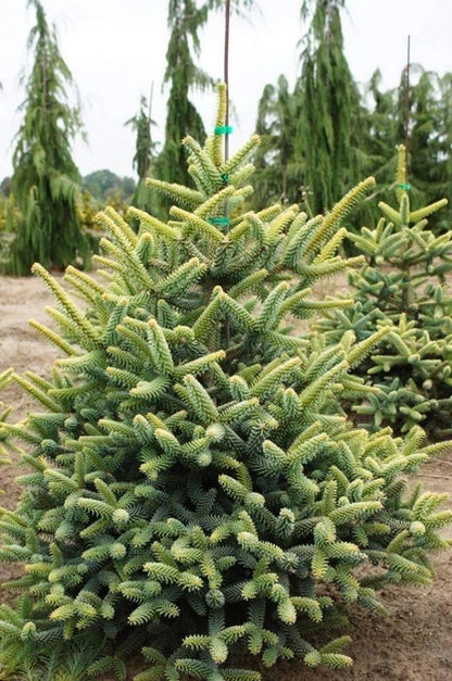Kėnis ispaninis (Abies pinsapo) 'Aurea'