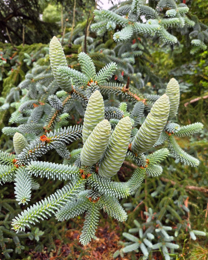 Kėnis ispaninis (Abies pinsapo) 'Kelleriis'