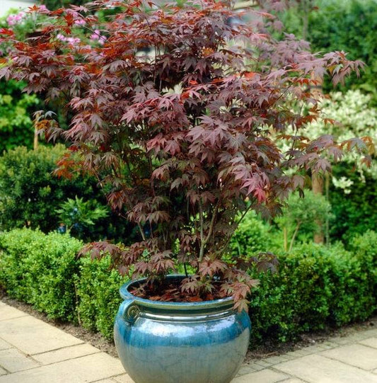 Klevas plaštakinis (Acer palmatum) 'Atropurpureum'