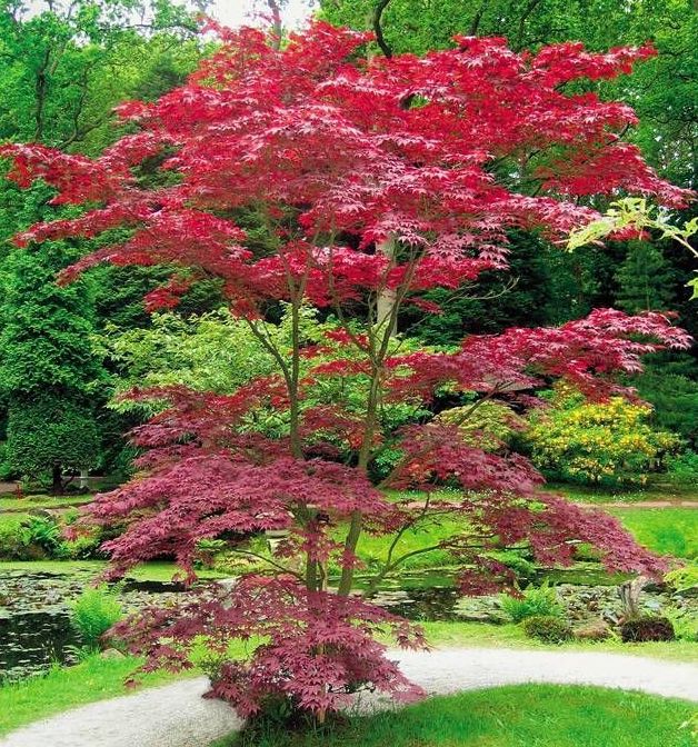Klevas plaštakinis (Acer palmatum) 'Atropurpureum'