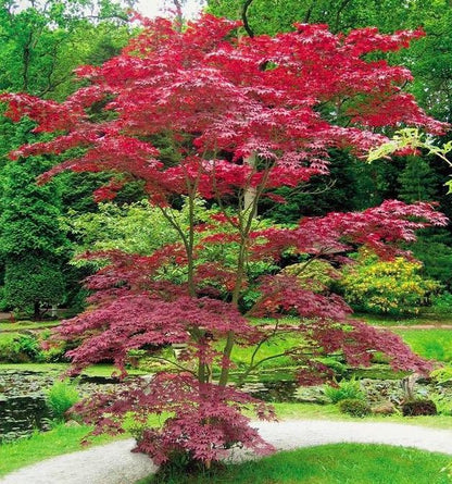 Klevas plaštakinis (Acer palmatum) 'Atropurpureum'