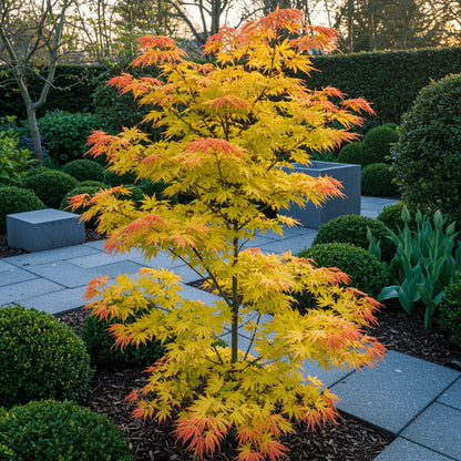 Klevas plaštakinis (Acer palmatum) 'Orange Dream'