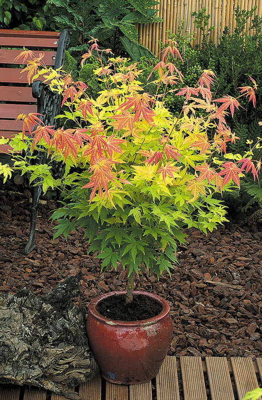 Klevas plaštakinis (Acer palmatum) 'Orange Dreams'