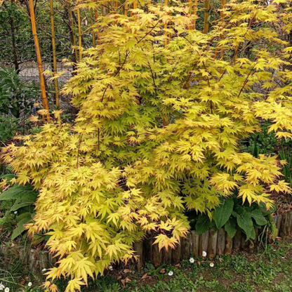 Klevas plaštakinis (Acer palmatum) 'Orange Dreams'