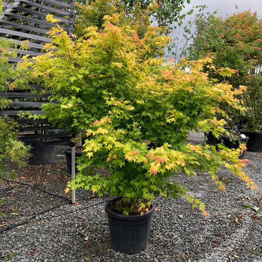 Klevas plaštakinis (Acer palmatum) 'Orange Dream'