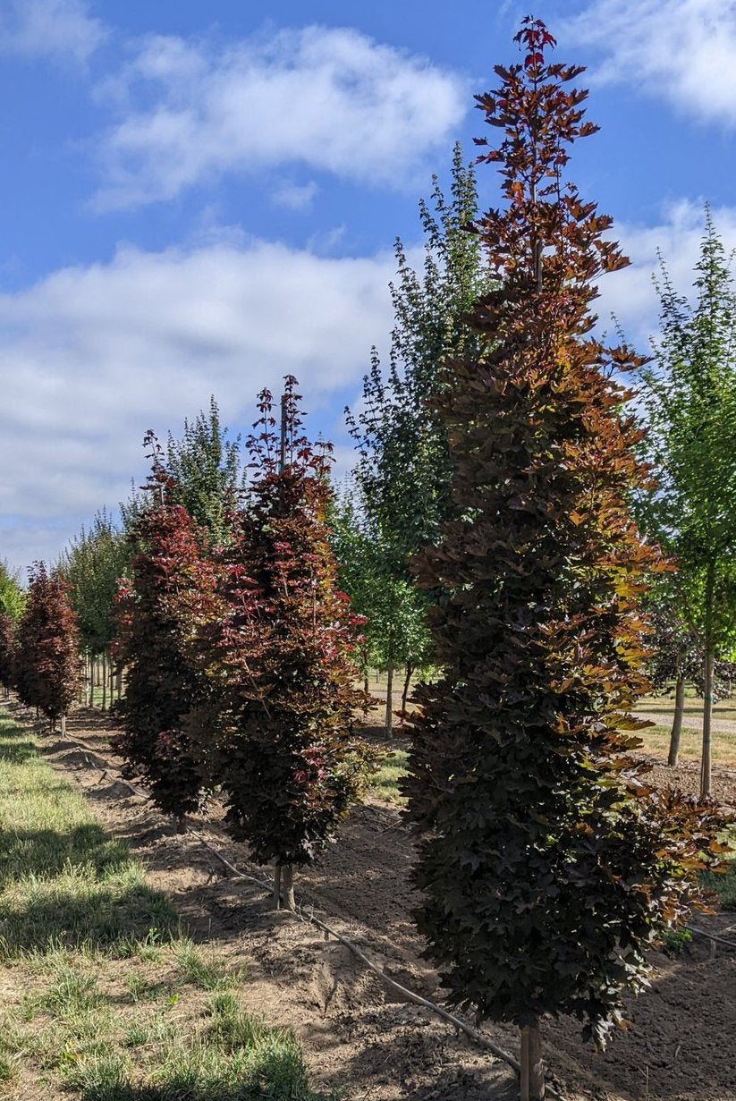 Klevas paprastasis (Acer platanoides) 'Crimson Sentry'
