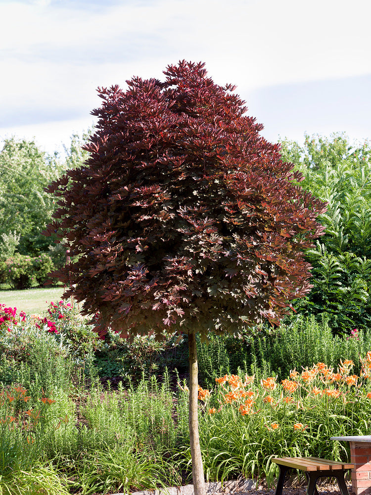 Klevas paprastasis (Acer platanoides) 'Crimson Sentry'