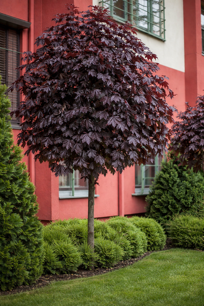 Klevas paprastasis (Acer platanoides) 'Crimson Sentry'