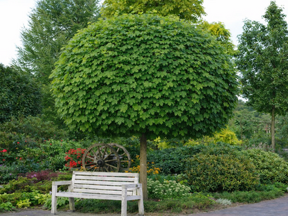 Klevas paprastasis (Acer platanoides) 'Globosum'
