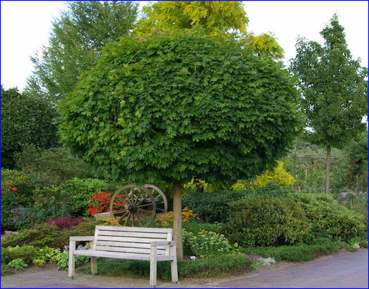 Klevas paprastasis (Acer platanoides) 'Globosum'