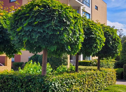 Klevas paprastasis (Acer platanoides) 'Globosum'