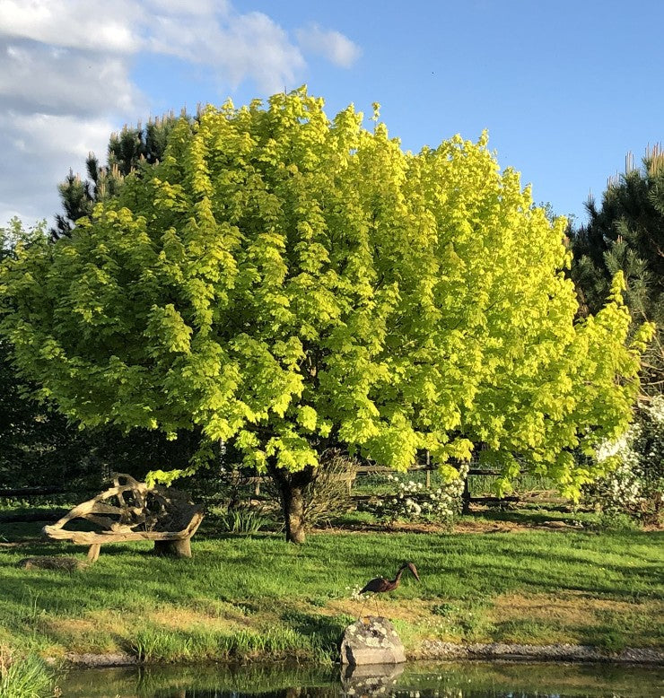 Klevas paprastasis (Acer platanoides) ‘Princeton Gold’