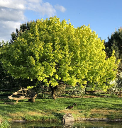 Klevas paprastasis (Acer platanoides) ‘Princeton Gold’