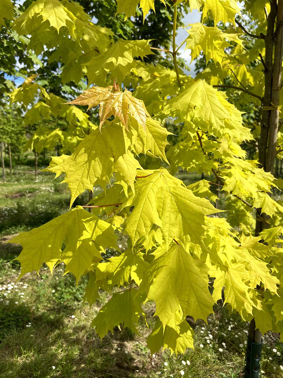 Klevas paprastasis (Acer platanoides) ‘Princeton Gold’