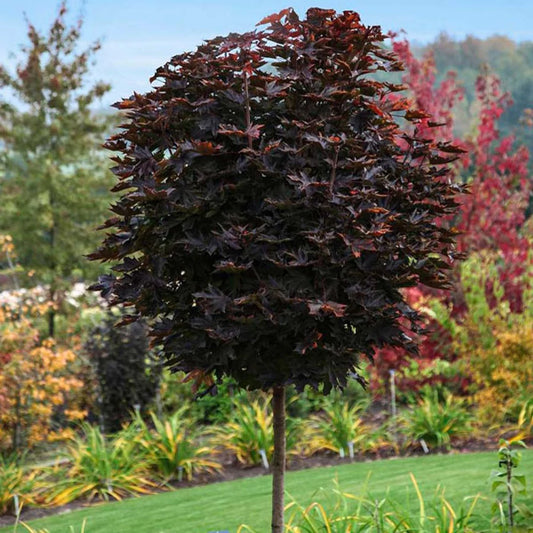 Klevas paprastasis (Acer platanoides) 'Purple Globe'