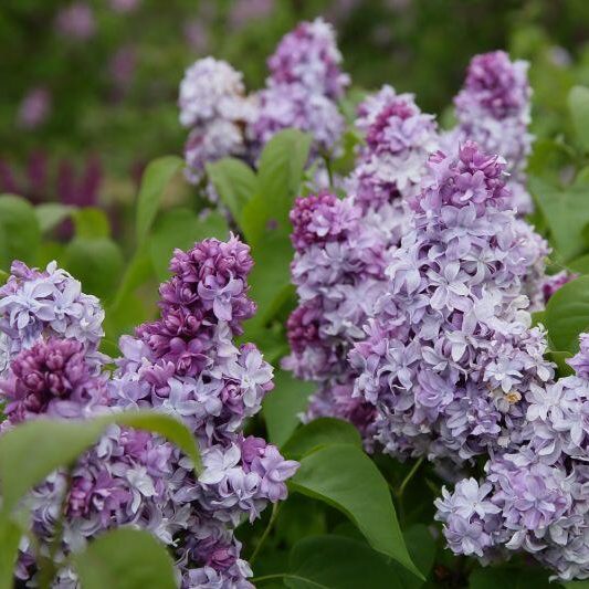 Alyva paprastoji (Syringa vulgaris) 'Nadezhda'