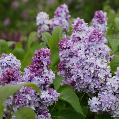 Alyva paprastoji (Syringa vulgaris) 'Nadezhda'