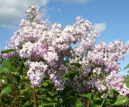 Alyva paprastoji (Syringa vulgaris) 'Nadezhda'
