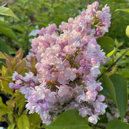 Alyva paprastoji (Syringa vulgaris) 'Pomorzanka'