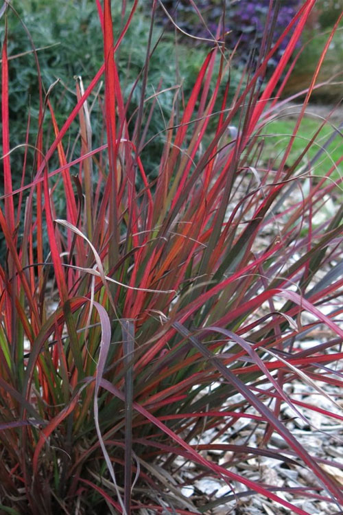 Mėlynstiebė didžioji (Andropogon gerardii) 'Red October'
