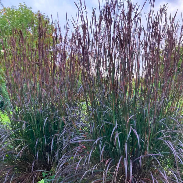 Mėlynstiebė didžioji (Andropogon gerardii) 'Red October'