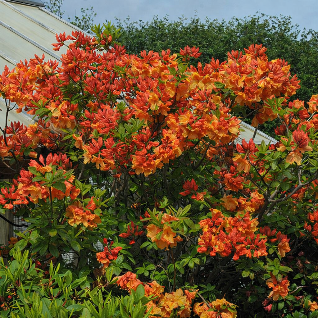 Azalija (Azalea) 'Gibraltar'