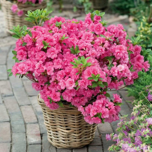 Azalija japoninė (Azalea japonica) 'Babuschka'