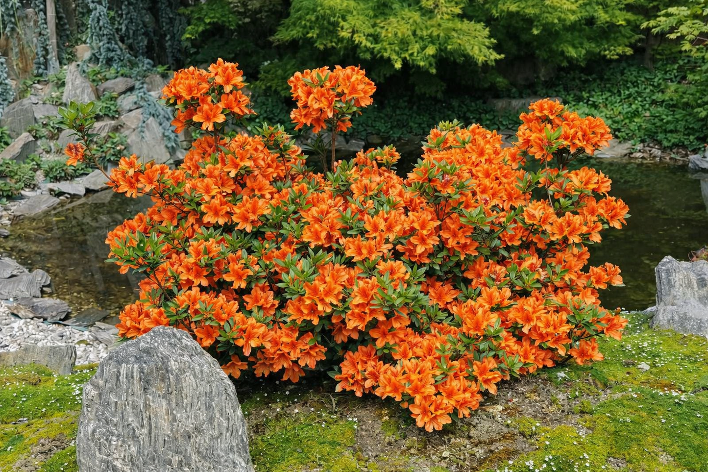 Azalija japoninė (Azalea japonica) 'Geisha Orange'